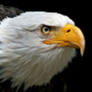 Meet your Posher, Never give up